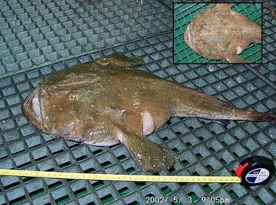 American angler (Lophius americanus)