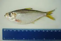 American coastal pellona (Pellona harroweri)
