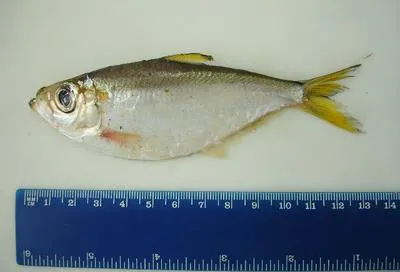 American coastal pellona (Pellona harroweri)