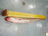 American conger (Conger oceanicus)