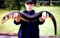 American eel (Anguilla rostrata)