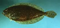 American fourspot flounder (Hippoglossina oblonga)