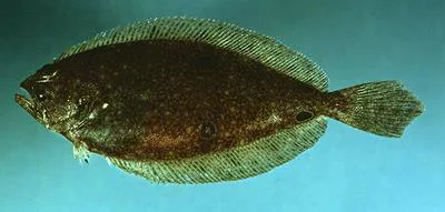 American fourspot flounder (Hippoglossina oblonga)