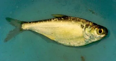 American gizzard shad (Dorosoma cepedianum)
