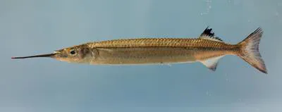 American halfbeak (Hyporhamphus meeki)