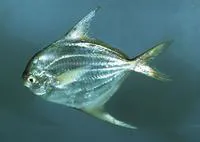 American harvestfish (Peprilus paru)