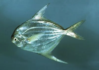 American harvestfish (Peprilus paru)
