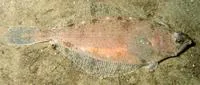 American plaice (Hippoglossoides platessoides)
