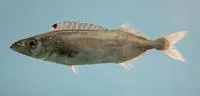 American sackfish (Neoepinnula americana)