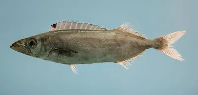American sackfish (Neoepinnula americana)