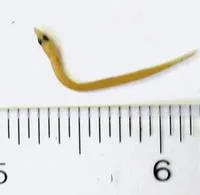 American sand lance (Ammodytes americanus)