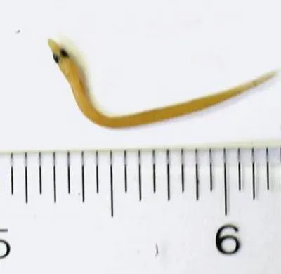 American sand lance (Ammodytes americanus)