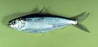 American shad (Alosa sapidissima)