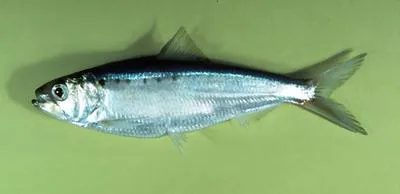 American shad (Alosa sapidissima)