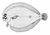 American spiny flounder (Engyophrys senta)