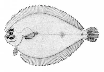 American spiny flounder (Engyophrys senta)