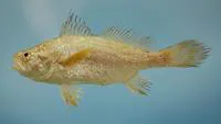 American stardrum (Stellifer lanceolatus)