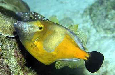American whitespotted filefish (Cantherhines macrocerus)