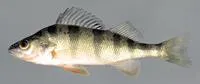 American yellow perch (Perca flavescens)