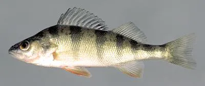 American yellow perch (Perca flavescens)