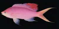 Amethyst anthias (Pseudanthias pascalus)