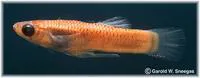 Amistad gambusia (Gambusia amistadensis)
