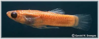 Amistad gambusia (Gambusia amistadensis)