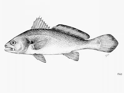 Amoy croaker (Argyrosomus amoyensis)