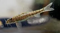 Amu-Darya stone loach (Nemacheilus oxianus)