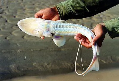 Amu Darya sturgeon (Pseudoscaphirhynchus kaufmanni)