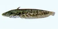 Amur catfish (Silurus asotus)