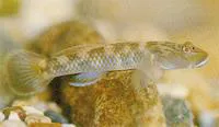 Amur goby (Rhinogobius brunneus)