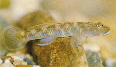 Amur goby (Rhinogobius brunneus)