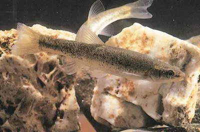 Amur minnow (Rhynchocypris lagowskii)