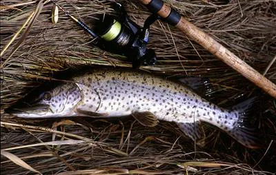 Amur pike (Esox reichertii)