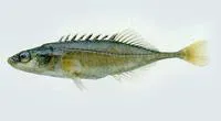 Amur stickleback (Pungitius sinensis)