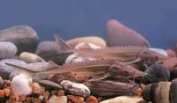 Amur sturgeon (Acipenser schrenckii)