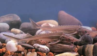 Amur sturgeon (Acipenser schrenckii)