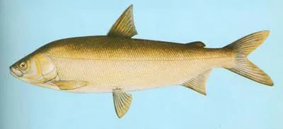 Amur whitefish (Coregonus ussuriensis)