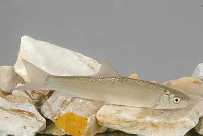 Anatolian khramulya (Capoeta tinca)