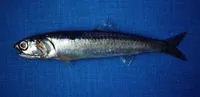 Anchoveta (Engraulis ringens)