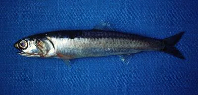 Anchoveta (Engraulis ringens)
