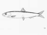Anchovy sprat (Clupeonella engrauliformis)