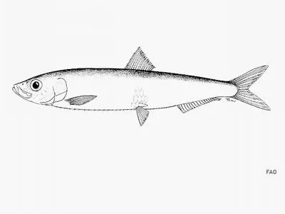 Anchovy sprat (Clupeonella engrauliformis)