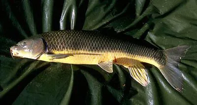 Andalusian barbel (Luciobarbus sclateri)