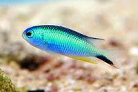 Andaman damsel (Pomacentrus alleni)