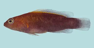 Andaman dottyback (Pseudochromis andamanensis)