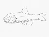 Andersen's lantern fish (Diaphus anderseni)