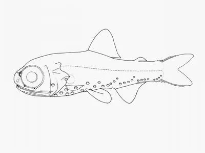 Andersen's lantern fish (Diaphus anderseni)