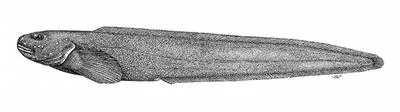 Anderson's eelpout (Pachycara andersoni)